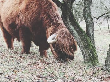 Highland cattle grazing on field by tree