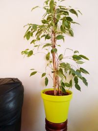 Close-up of potted plant on table against wall