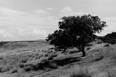 Tree on field against sky