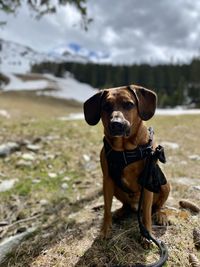 Portrait of dog standing on field