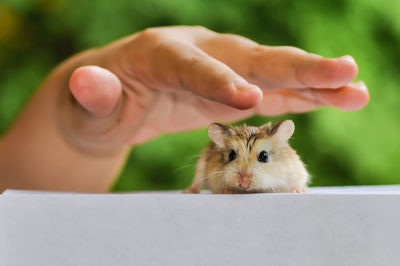 Cropped hand of woman holding mouse