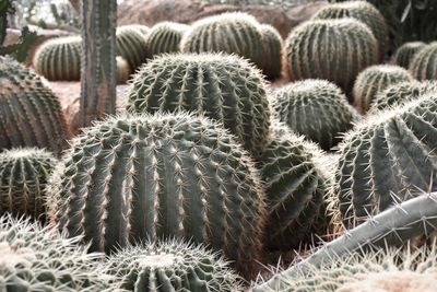 Close-up of cactus growing on field