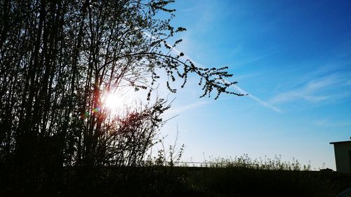 Low angle view of silhouette trees against sky