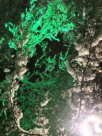 Close-up of tree trunk in forest