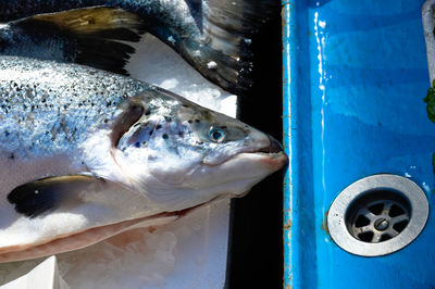 Close-up of fish on table by sink