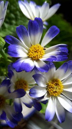 Close-up of purple flowers