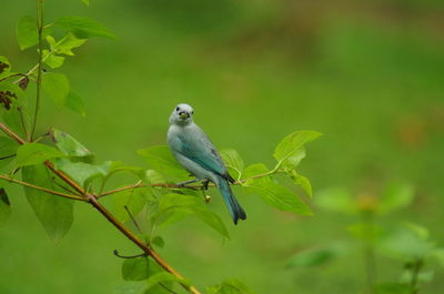 Close-up of bird perching on a plant