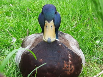 Trees on grassy field