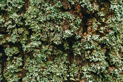 Close-up of moss growing on tree trunk