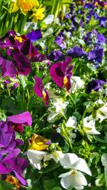 Close-up of purple flowers