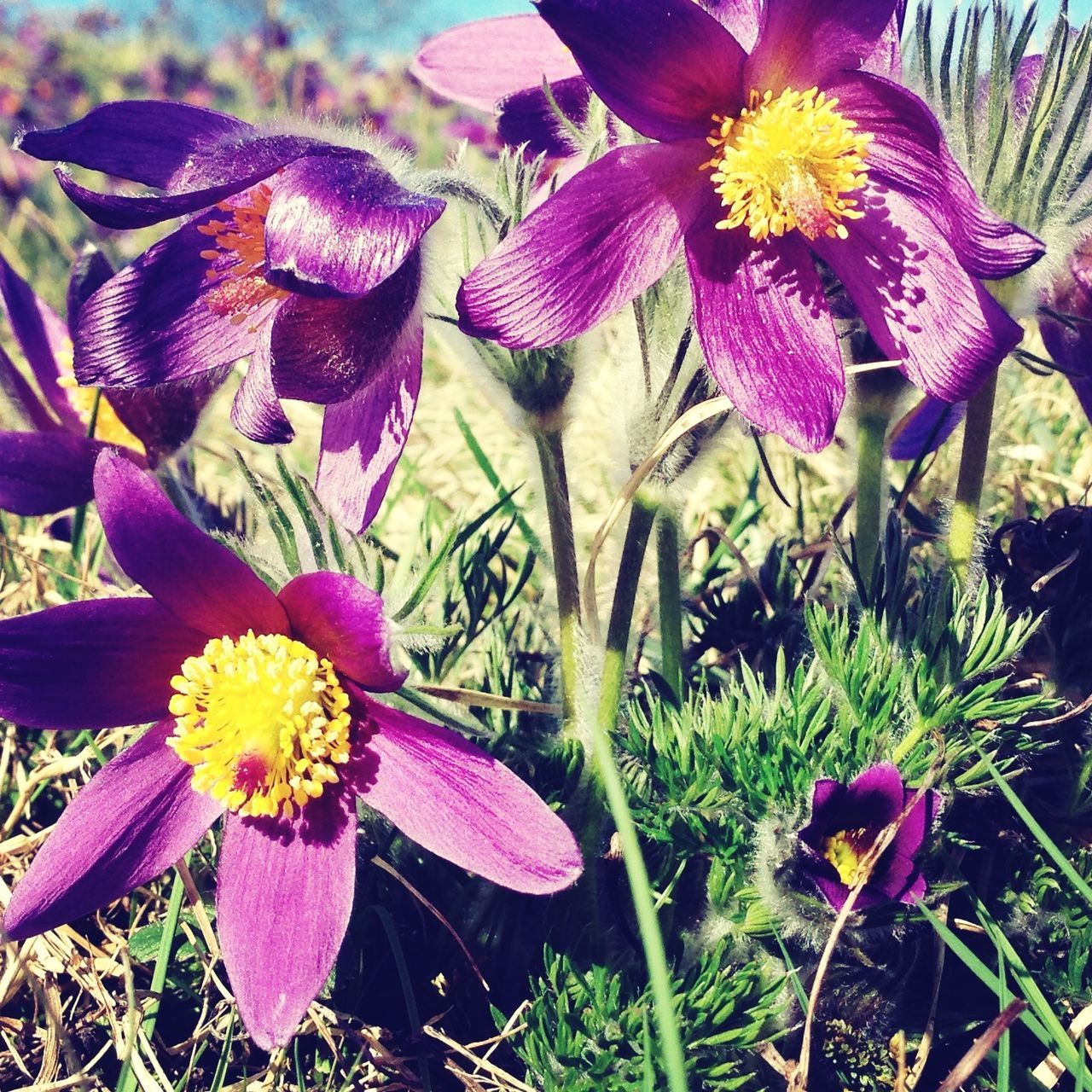 flower, petal, freshness, flower head, fragility, growth, blooming, beauty in nature, plant, nature, purple, close-up, pollen, in bloom, high angle view, focus on foreground, field, pink color, day, no people