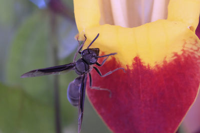 Close-up of paper wasp on flower