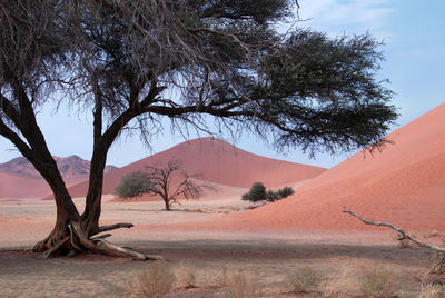 Bare tree on desert against sky