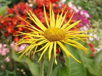 Close-up of yellow flower blooming outdoors