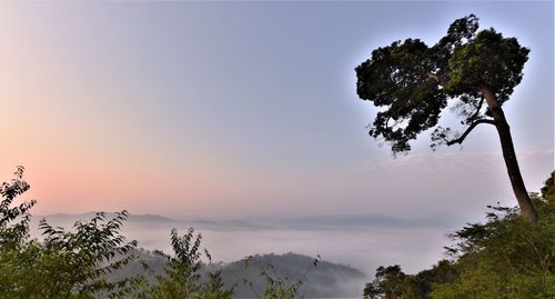 Tree on mountain against sky during sunset