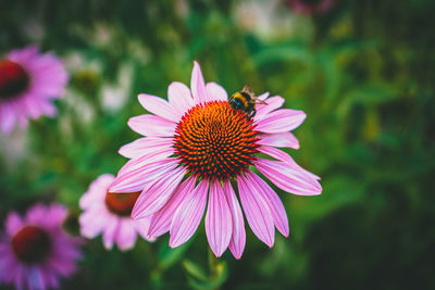 Close-up of pink flower