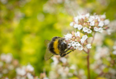 Honey bee pollinating on flower