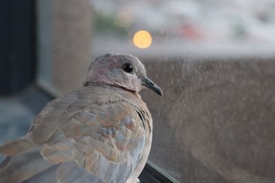 Close-up of bird perching outdoors