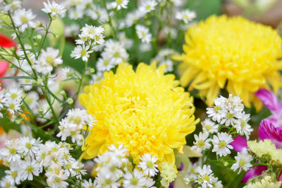 Close-up of yellow flowering plant