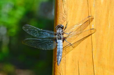 Close-up of dragonfly on wood