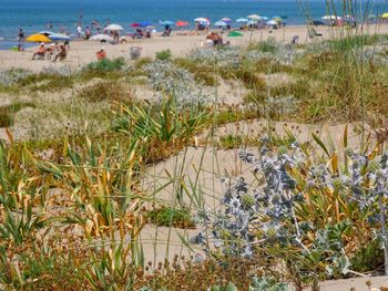 Scenic view of beach