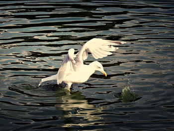 Close-up of swan swimming in lake