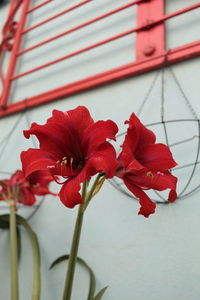 Close-up of red flowering plant