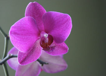 Close-up of pink orchid flower