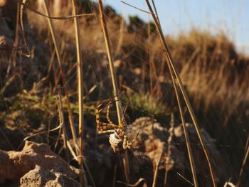 Close-up of insect on grass