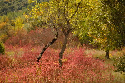 View of tree during autumn