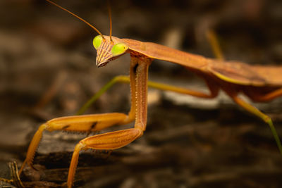 Close-up of insect on leaf