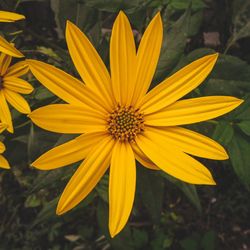 Close-up of yellow flower