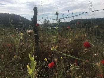 Plants growing on field against sky