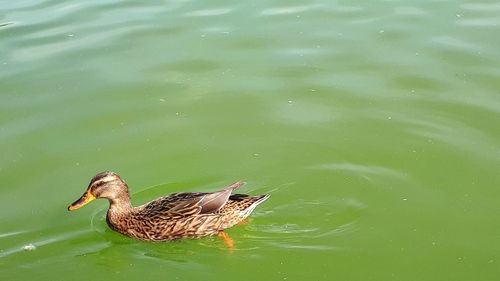 High angle view of mallard duck swimming in lake