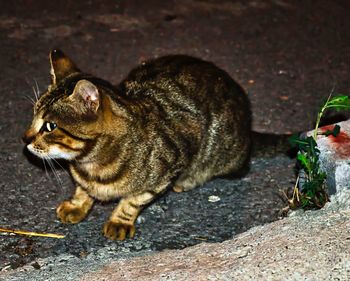 Side view of a cat looking away