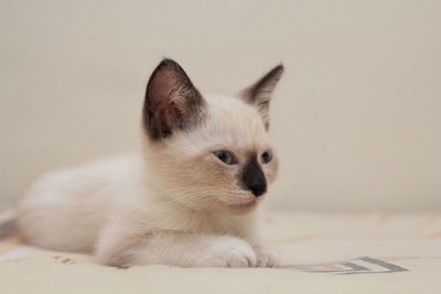 Close-up of a cat looking away