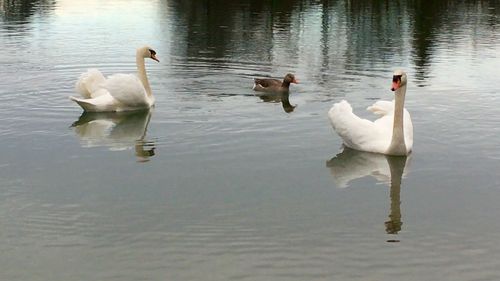 Birds in calm water