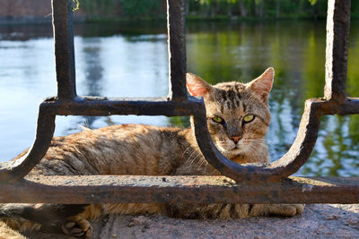 Portrait of cat in water