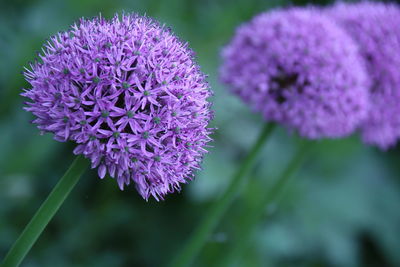 Close-up of purple flowering plant