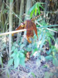 Close-up of butterfly on a land