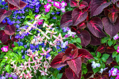 Close-up of purple flowering plant