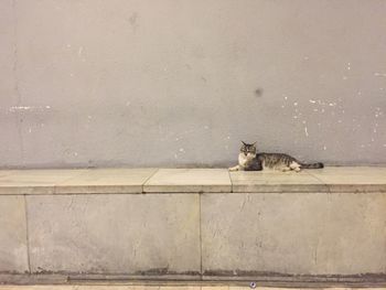 Cat relaxing on wall