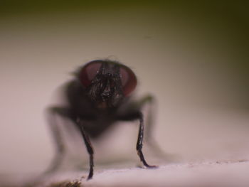 Close-up of spider