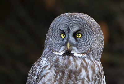 Close-up portrait of owl