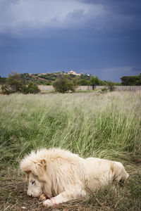 White lion eating prey on grassy field against sky