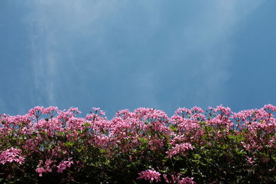 Low angle view of purple flowers