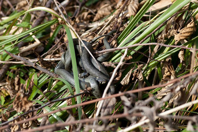 Close-up of grass on field