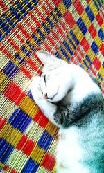 Close-up of cat relaxing on multi colored blanket