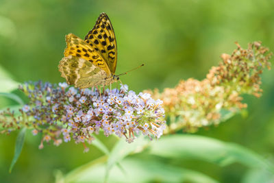 Butterfly on flower