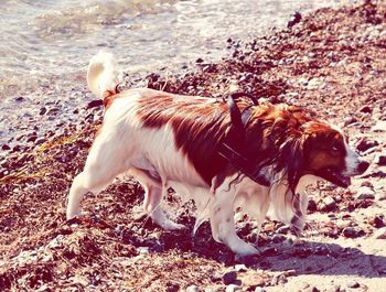 Dog in pond